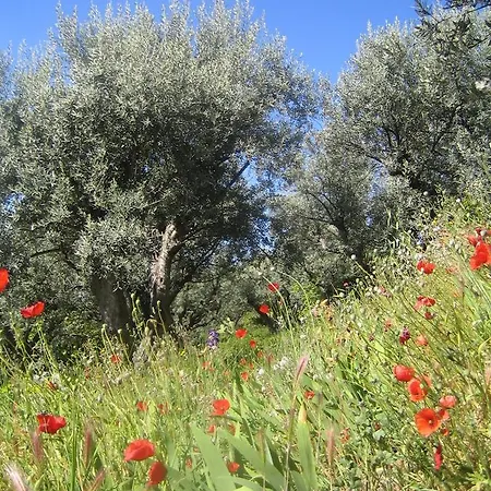 Les Vieux Murs * Montfort (Alpes-de-Haute-Provence)